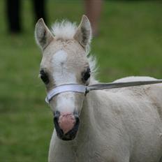 Welsh Mountain (sec A) Rø's Blondie (Solgt )