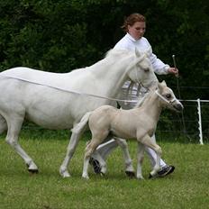 Welsh Mountain (sec A) Rø's Blondie (Solgt )