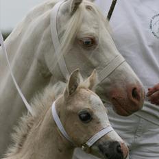 Welsh Mountain (sec A) Rø's Blondie (Solgt )
