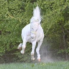 Anden særlig race Hovgaards Happy Day