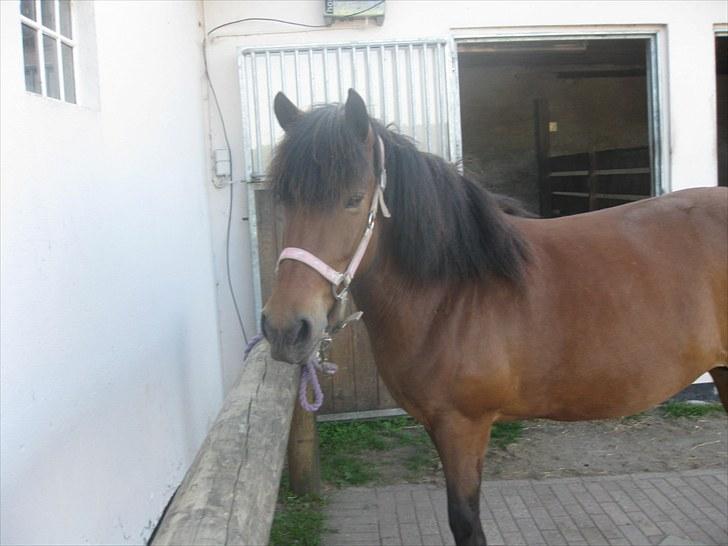 Islænder Jörp fra Tremhuse billede 18