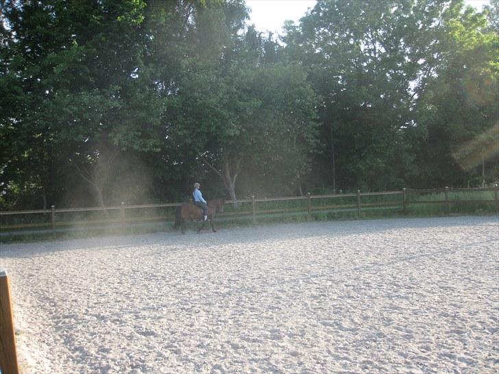 Islænder Jörp fra Tremhuse billede 19