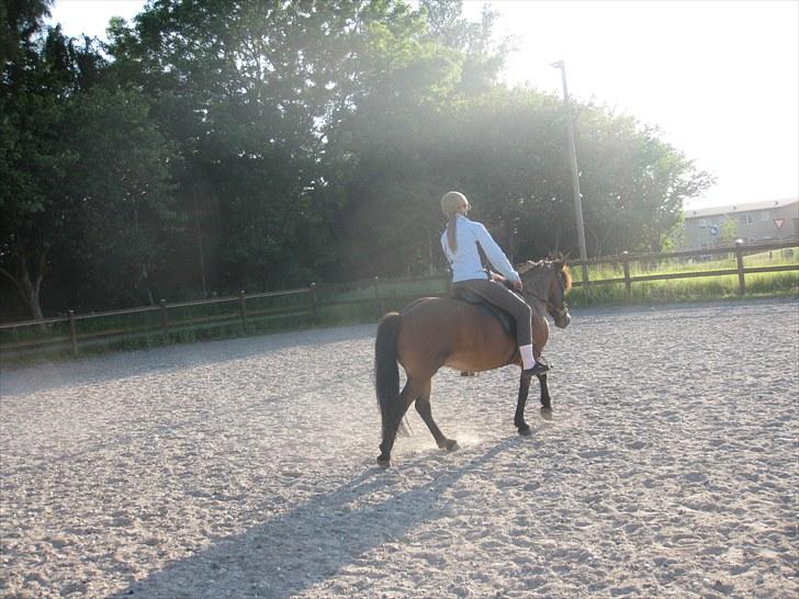 Islænder Jörp fra Tremhuse billede 20