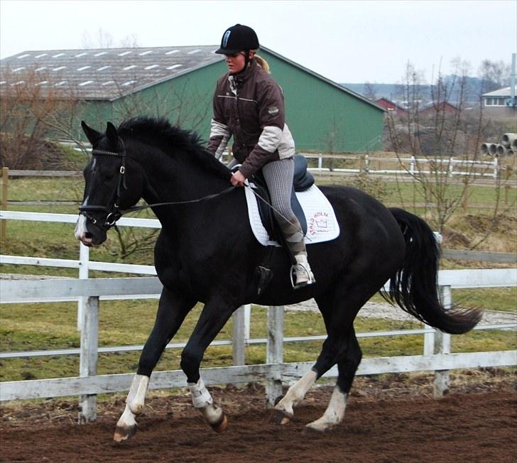 Dansk Varmblod Stald Holm's Gedion Solgt - Under tilridning.. En af de første galop ture :) billede 19