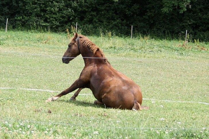 Anden særlig race Isobell billede 12