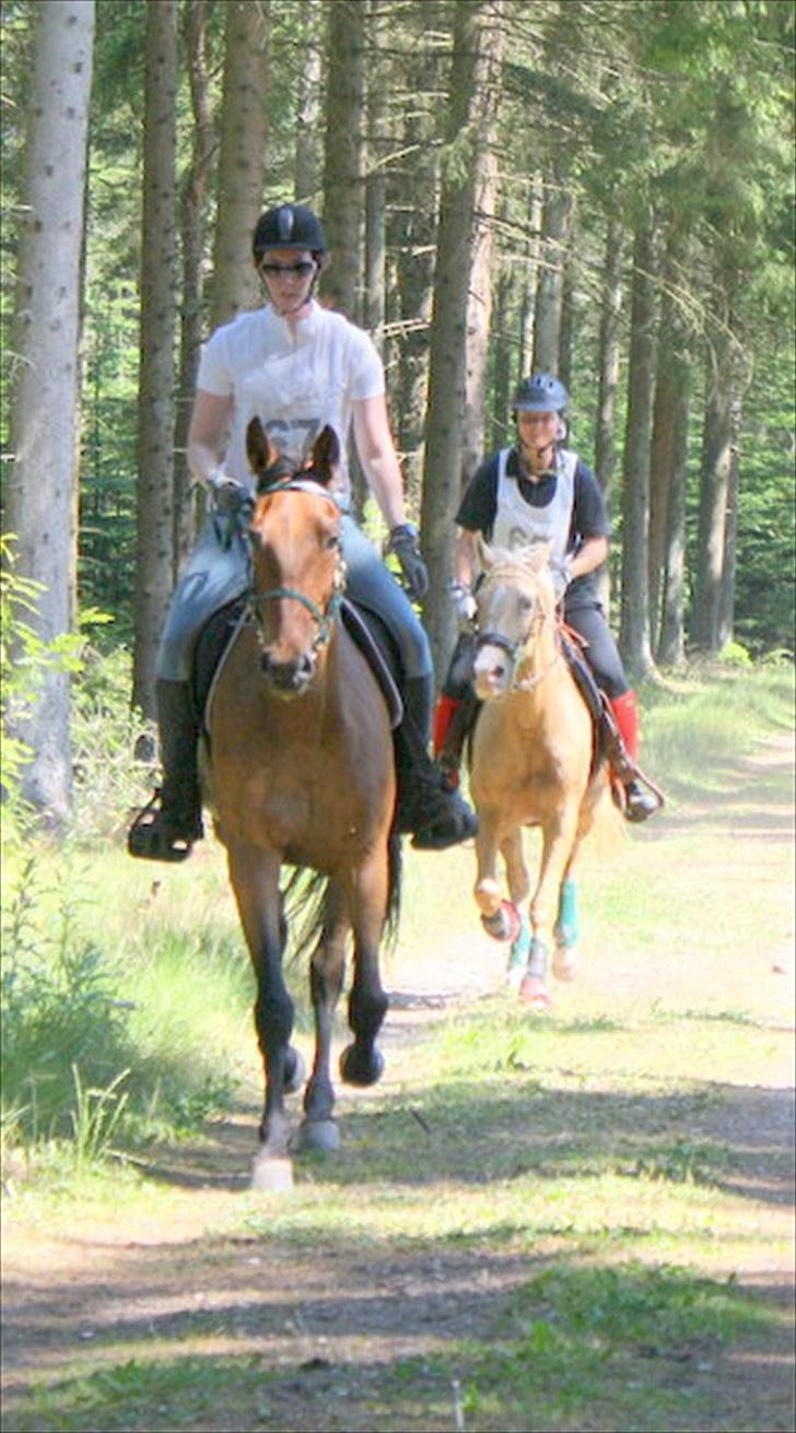 Traver zonny - romridtet 2010 billede 7