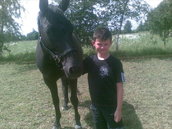 Trakehner Kosova R billede 9