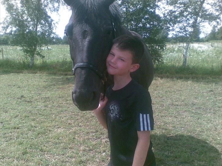 Trakehner Kosova R billede 10