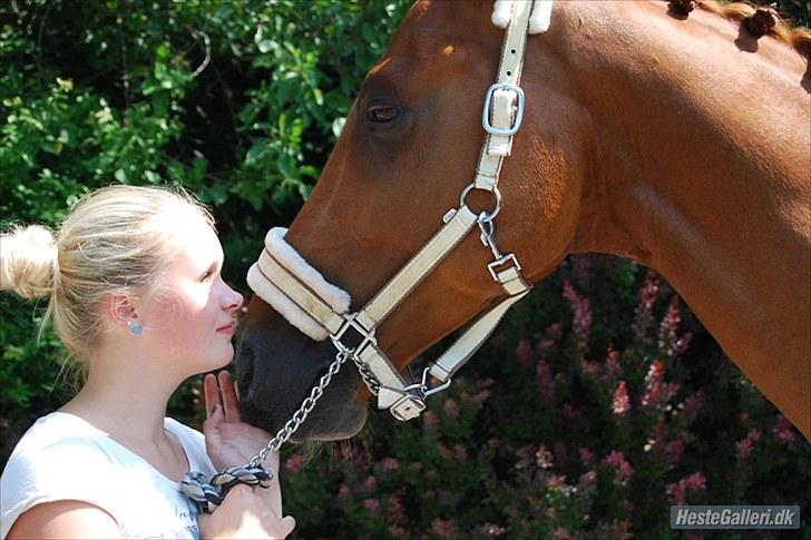 Dansk Varmblod Sion Lightfoot<3 - bassen :-) billede 8