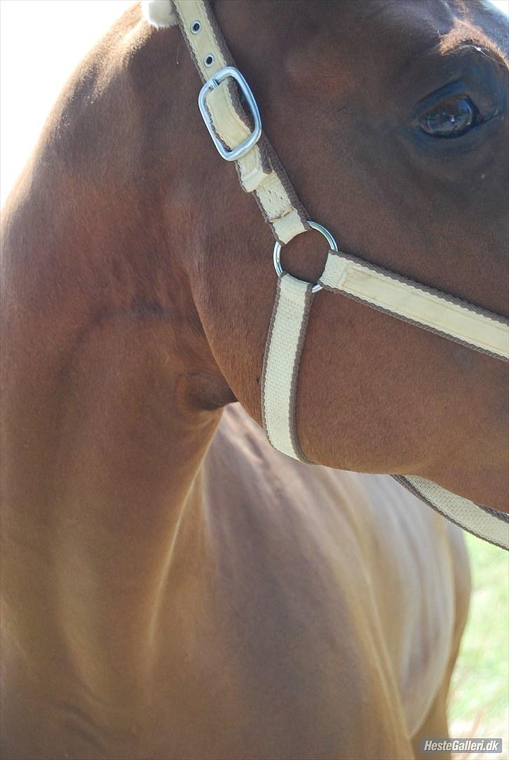 Dansk Varmblod Sion Lightfoot<3 billede 9