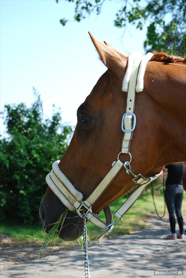 Dansk Varmblod Sion Lightfoot<3 billede 10