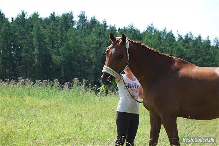 Dansk Varmblod Sion Lightfoot<3 billede 11