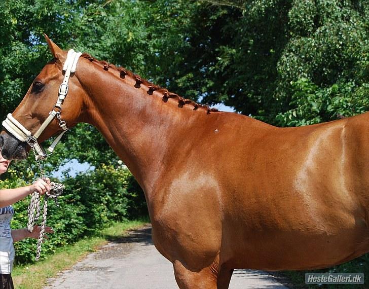 Dansk Varmblod Sion Lightfoot<3 billede 12