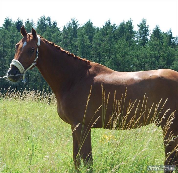 Dansk Varmblod Sion Lightfoot<3 billede 13