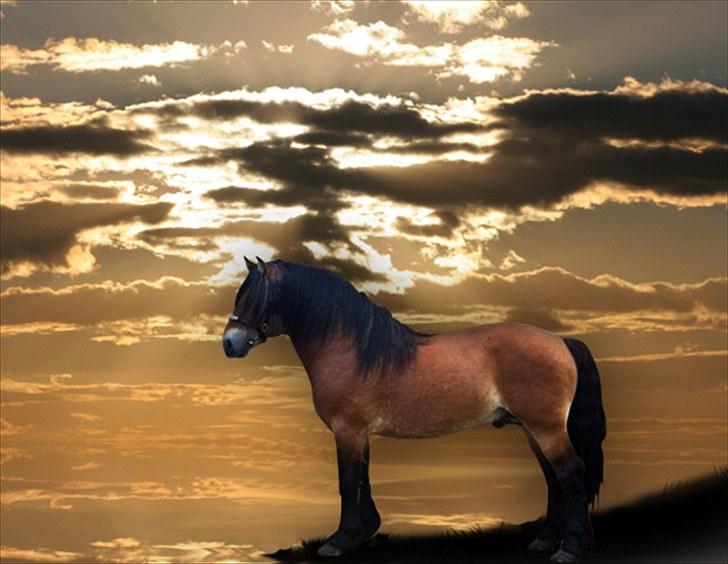 Nordsvensk Skovhest ESKIL 1919 billede 1