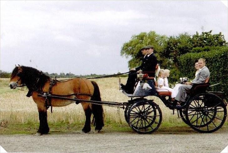 Nordsvensk Skovhest ESKIL 1919 billede 2