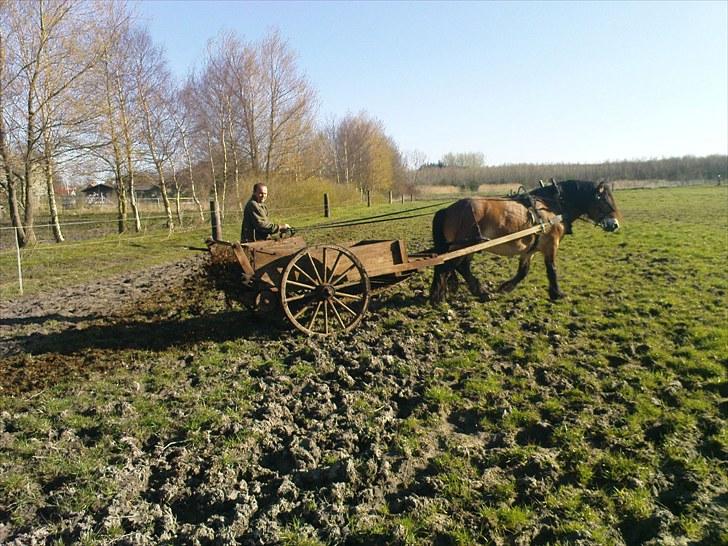 Nordsvensk Skovhest ESKIL 1919 billede 3