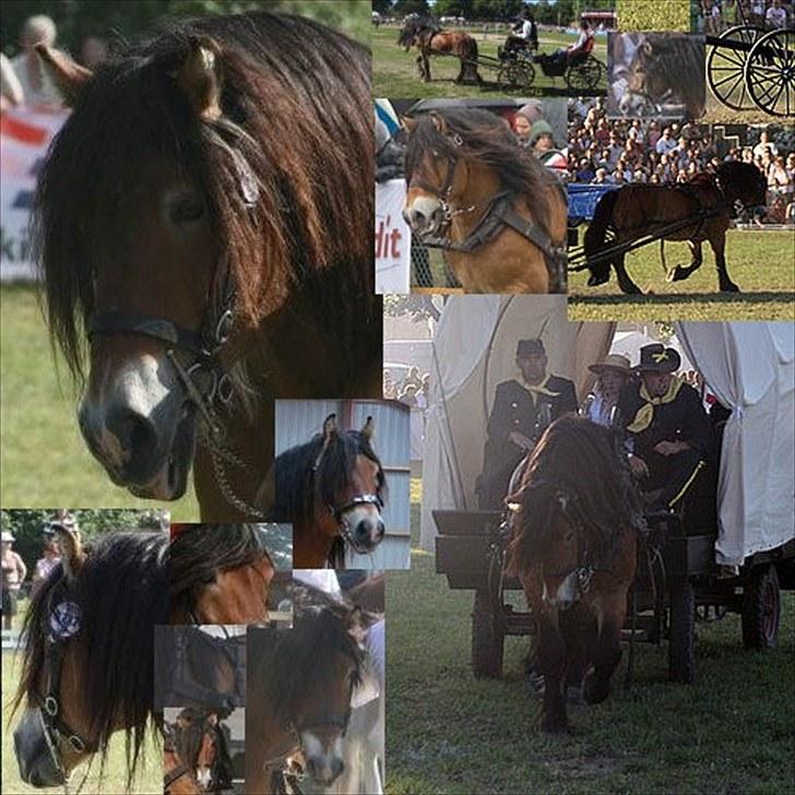 Nordsvensk Skovhest ESKIL 1919 billede 4