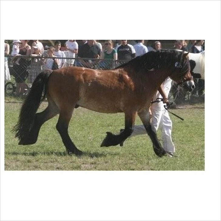 Nordsvensk Skovhest ESKIL 1919 billede 5