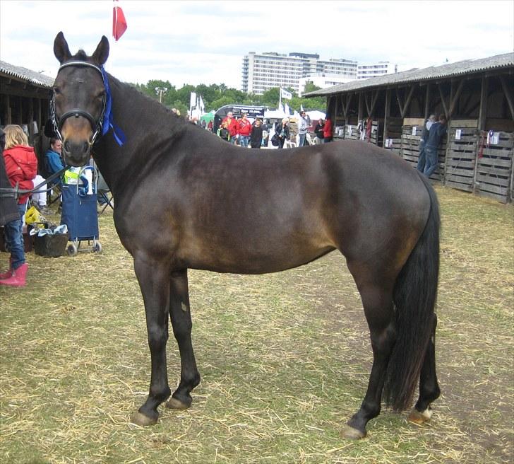 New Forest Egeballes Ofelia  - Det Fynskedyreskue 2010 billede 1