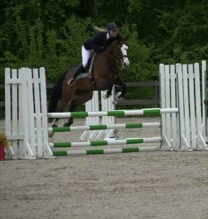 Dansk Varmblod Lavet - April 2010 billede 12