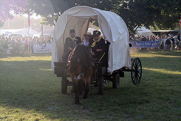 Nordsvensk Skovhest ESKIL 1919 billede 6