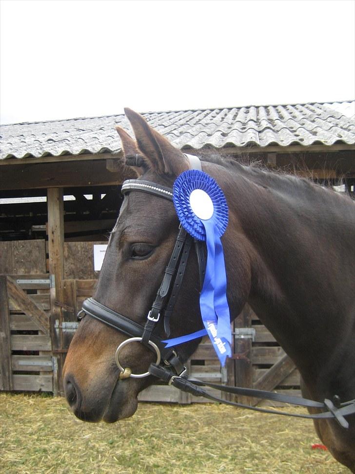 New Forest Egeballes Ofelia  - Det Fynskedyreskue 2010 billede 2