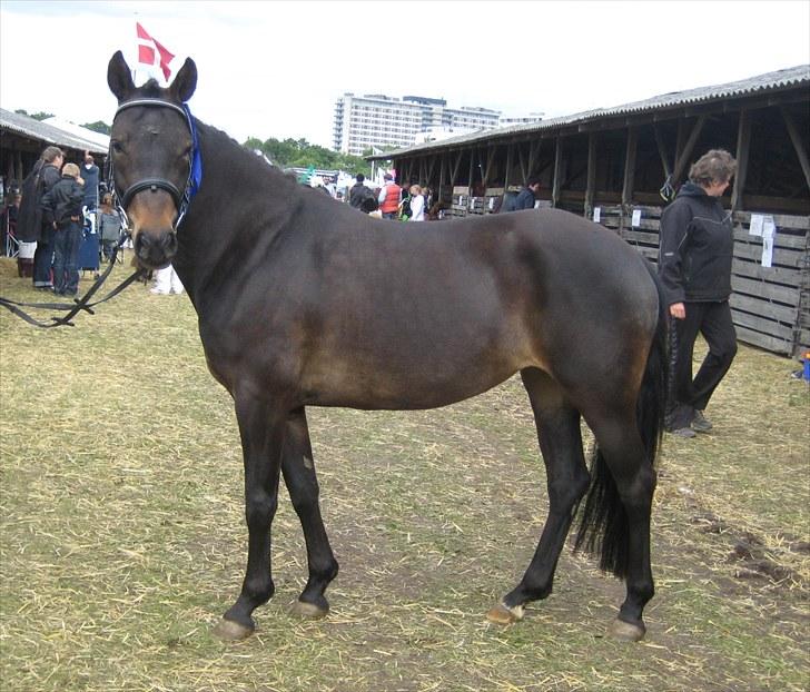 New Forest Egeballes Ofelia  - Det Fynskedyreskue 2010 billede 3