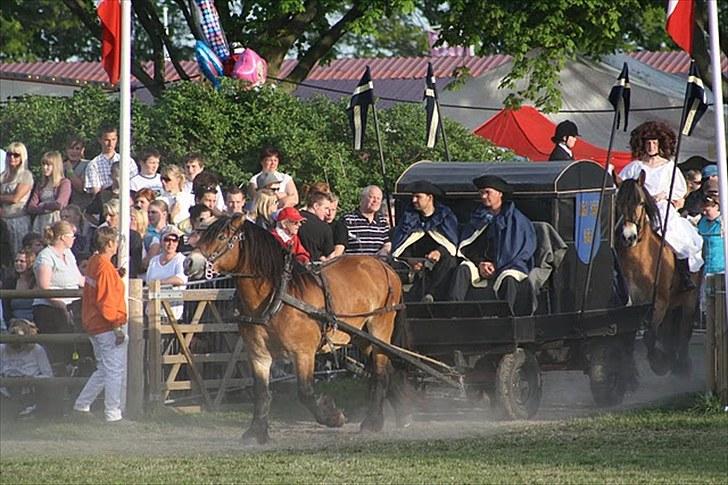 Nordsvensk Skovhest ESKIL 1919 billede 7