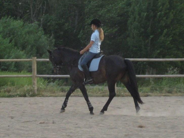 New Forest Egeballes Ofelia  - Første gang jeg fik undervisning på hende billede 4