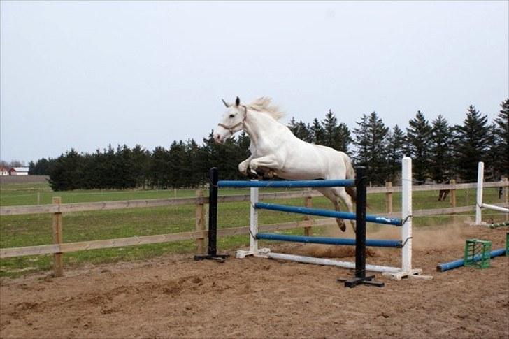 Anden særlig race Magic Lady (Mags) RIP - D.25/4 2010, Mags hopper 130 uden problemer. billede 2