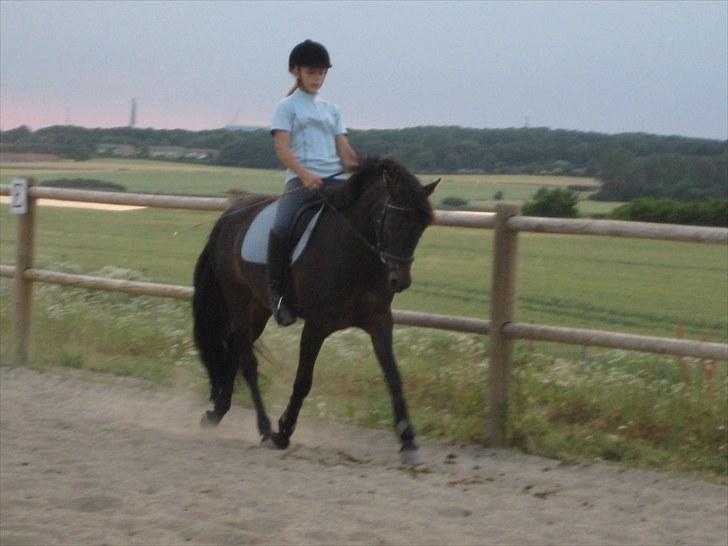 New Forest Egeballes Ofelia  - Første gang jeg fik undervisning på hende billede 5