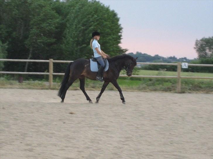 New Forest Egeballes Ofelia  - D. 14/7 første gang jeg fik undervisning på hende billede 6