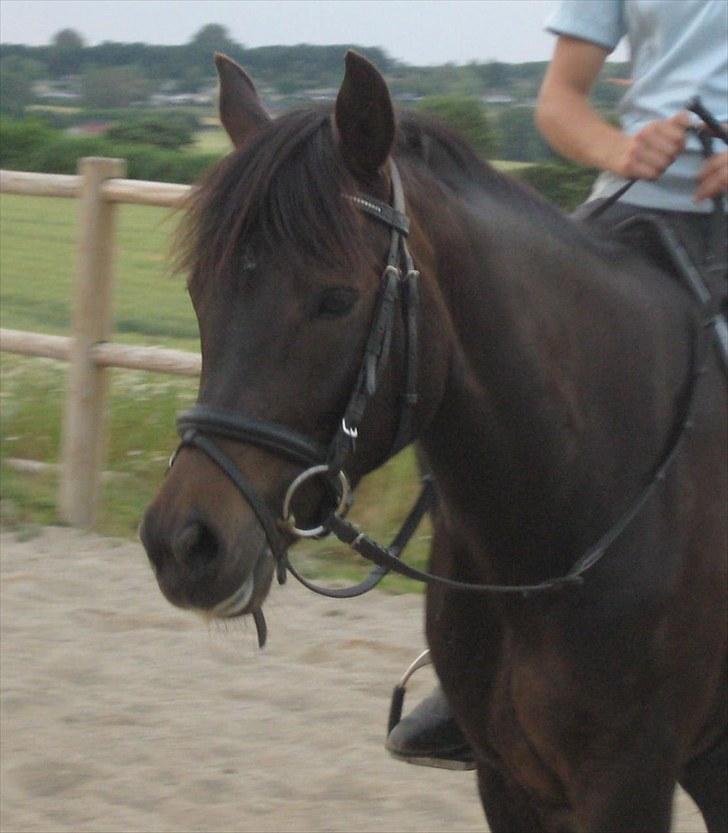 New Forest Egeballes Ofelia  - D. 14/7 Undervisning billede 7