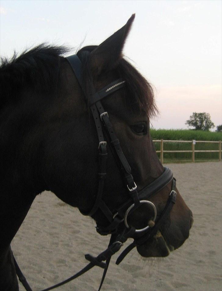 New Forest Egeballes Ofelia  - D. 14/7 Undervisning billede 8