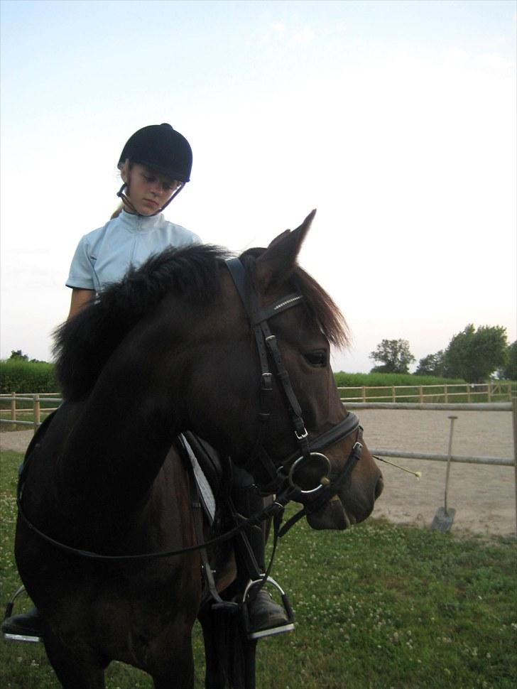 New Forest Egeballes Ofelia  - D. 14/7 Undervisning billede 9