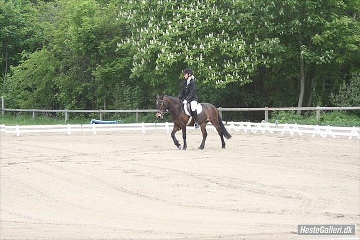 Anden særlig race May Day<3*Gml.part&solgt* - Fordi jeg savner dig :/<3 *Foto:Rikke* billede 7