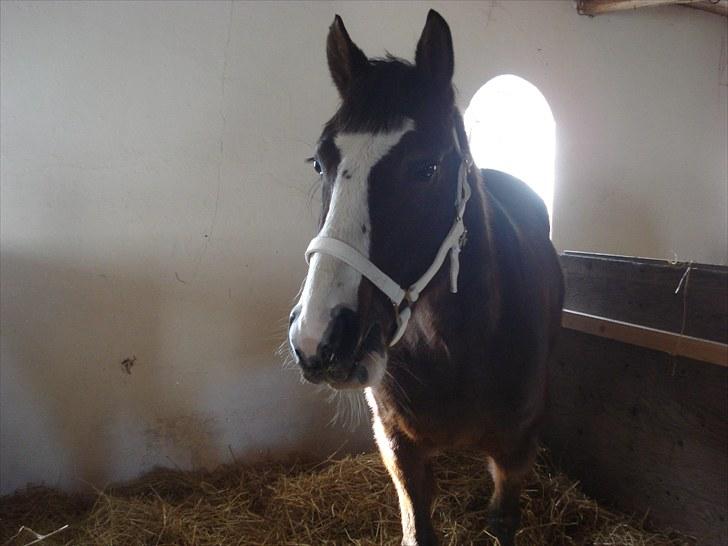 Traver Harlekin Laser billede 13