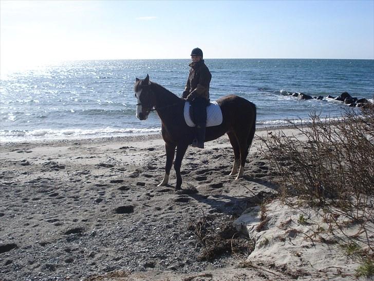 Traver Harlekin Laser billede 14