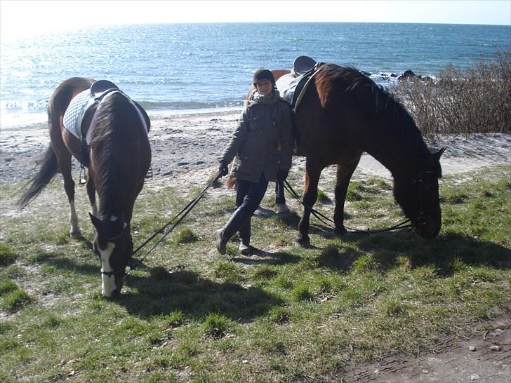 Traver Harlekin Laser billede 15