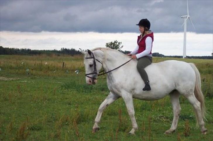 Anden særlig race Magic Lady (Mags) RIP - For et par år siden. Her kan man også se at hun er skimmelbroget på halsen/bringen. På billedet er det første gang hun har rytter på i ½ år. Søde, rare Mags! billede 6