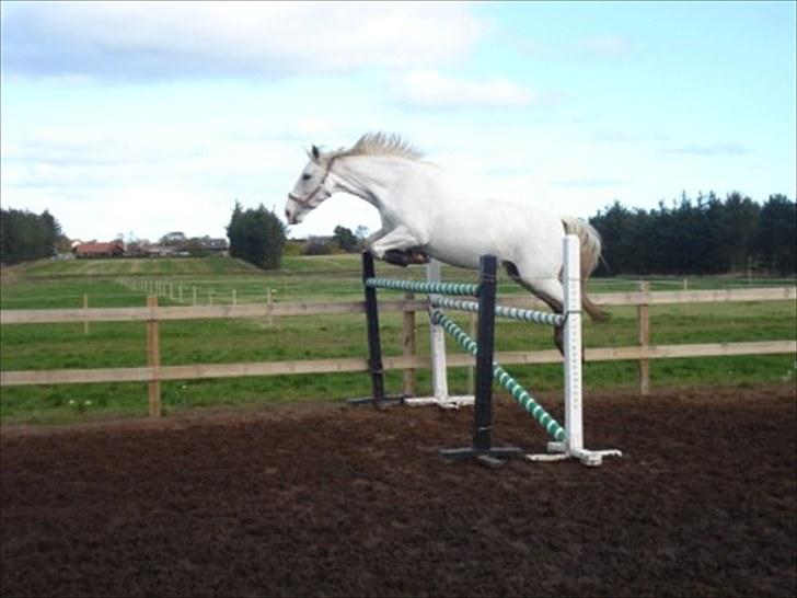 Anden særlig race Magic Lady (Mags) RIP - Hopper 135 uden problemer billede 7