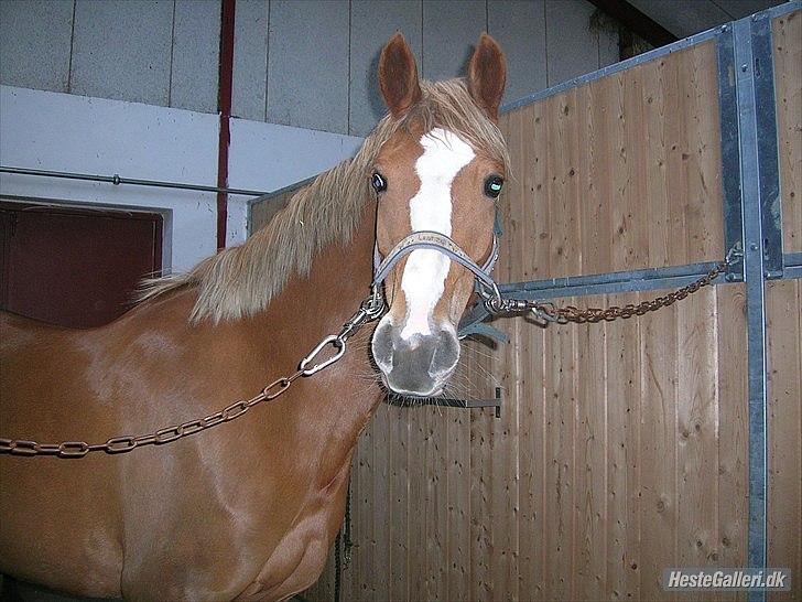 Anden særlig race Nørregårdens My Lady  - Lady ude på nejst :) taget af Nanna :D billede 13