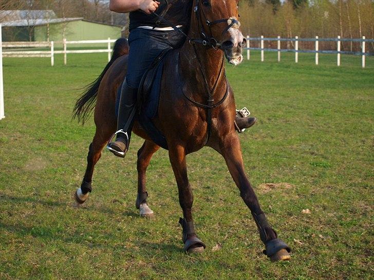 Arabisk fuldblod (OX) Somarrah - Dejlig galop som der nem at følge ;) billede 6