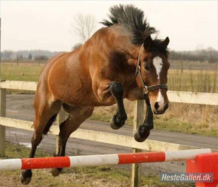 Anden særlig race  | Cantos Caballero - Velkommen til Cantos´ profil, læg gerne en kommentar & bedømmelse! (-; Cantos i løsspring :D billede 1