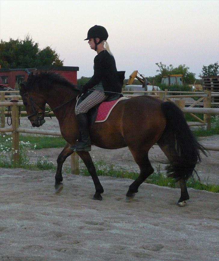 Anden særlig race  | Cantos Caballero - 2. Gang jeg rider Cantos ;) billede 3
