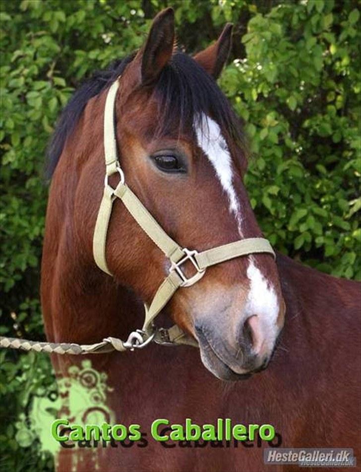 Anden særlig race  | Cantos Caballero - Jeg elsker dig basse! billede 5