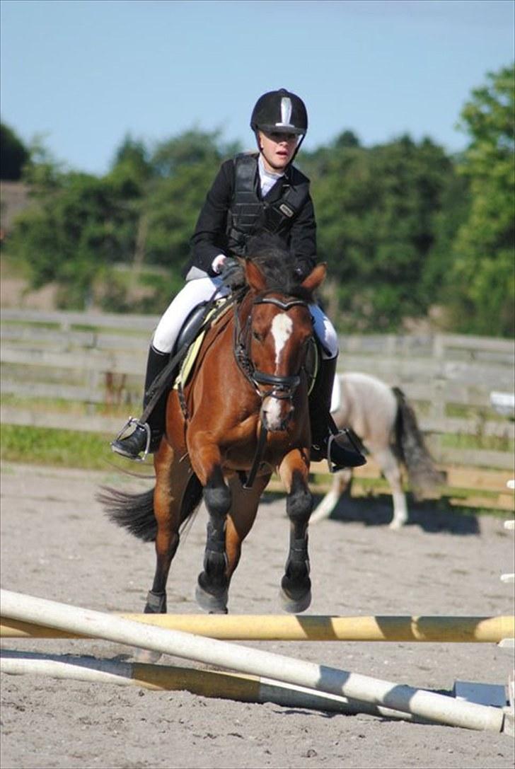 Anden særlig race  | Cantos Caballero - Opvarmning til stævne på ØSR ;) KaJa Foto billede 8