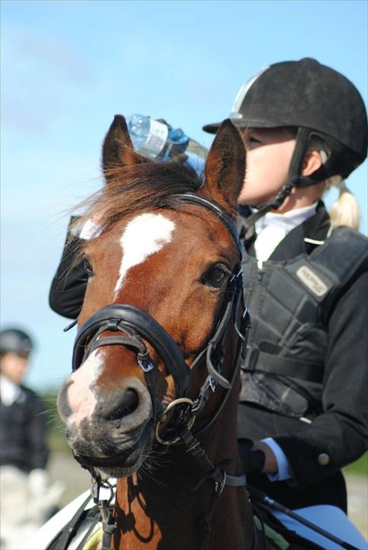 Anden særlig race  | Cantos Caballero - Til stævne :) KaJa Foto billede 10