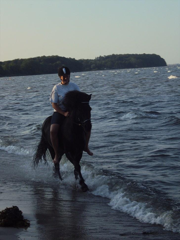 Islænder Hlynir Fra Gl. Essendrup billede 9